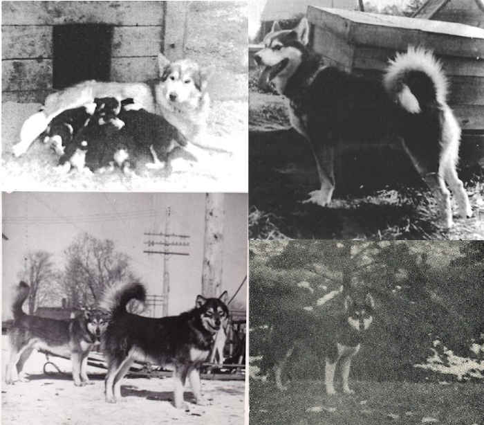 The history of the Alaskan Malamute breed - The different