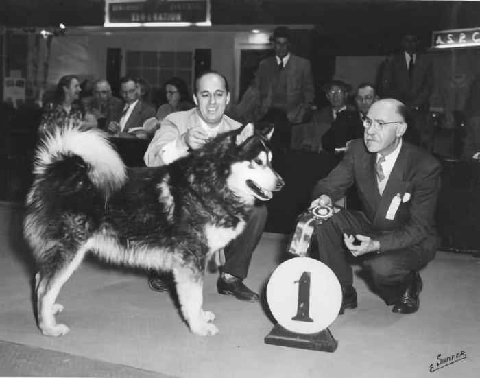 The history of the Alaskan Malamute breed - The different