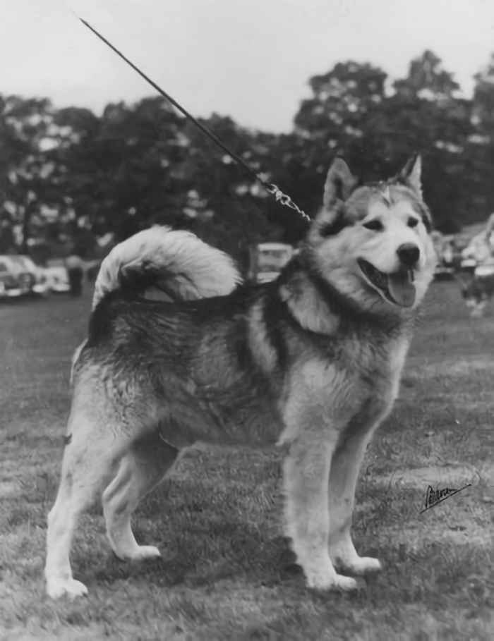 The history of the Alaskan Malamute breed - The different