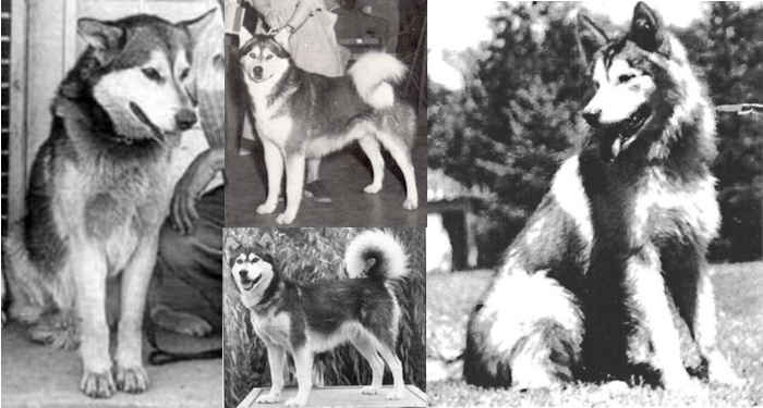 The history of the Alaskan Malamute breed - The different