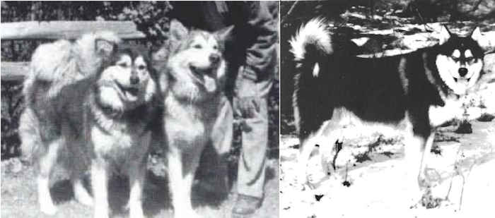 malamute ニットビスチェ　ODAKHA The history of the Alaskan Malamute breed - The different