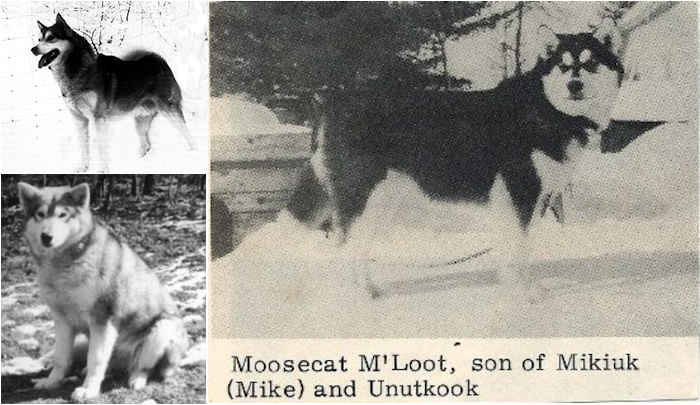 The history of the Alaskan Malamute breed - The different