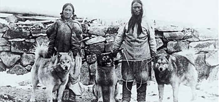 Eskimo malamute sales