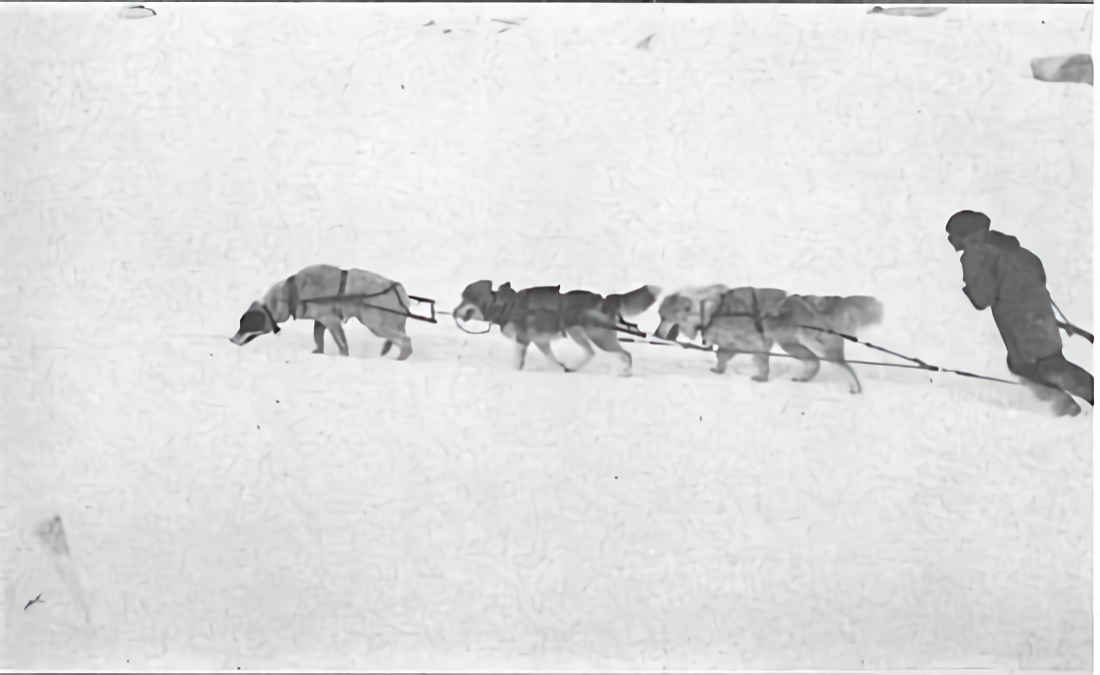 Gold rush sled store dogs